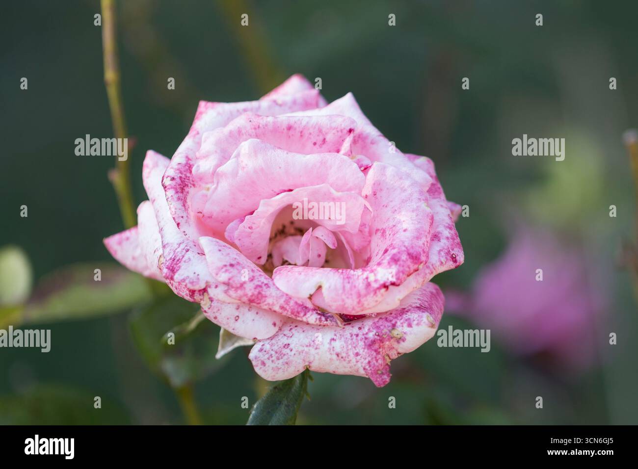 Cultivarname hi-res stock photography and images - Alamy
