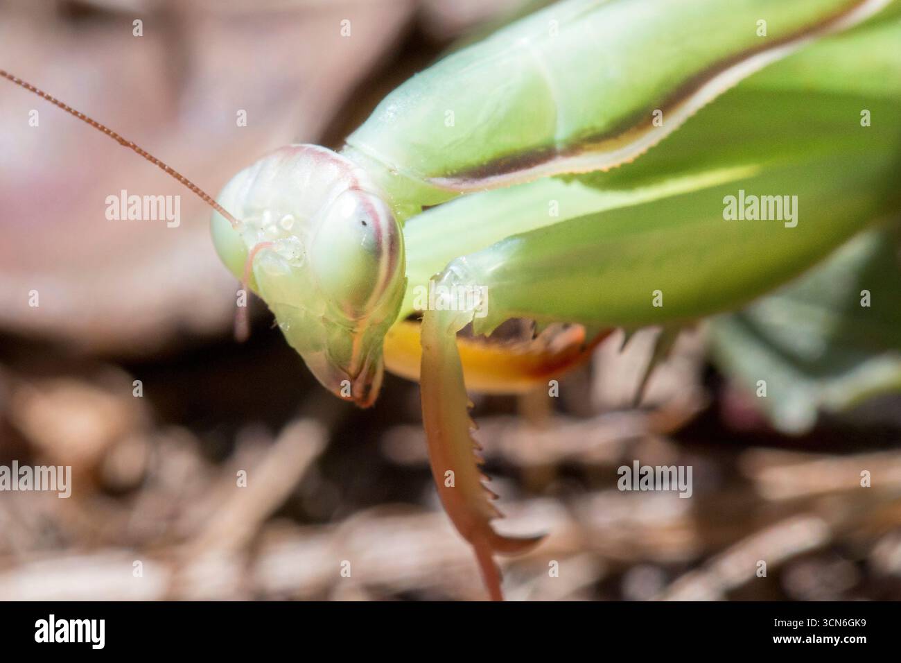 France - Toulouse - European Mantis (Mantis religiosa) - portrait of ...