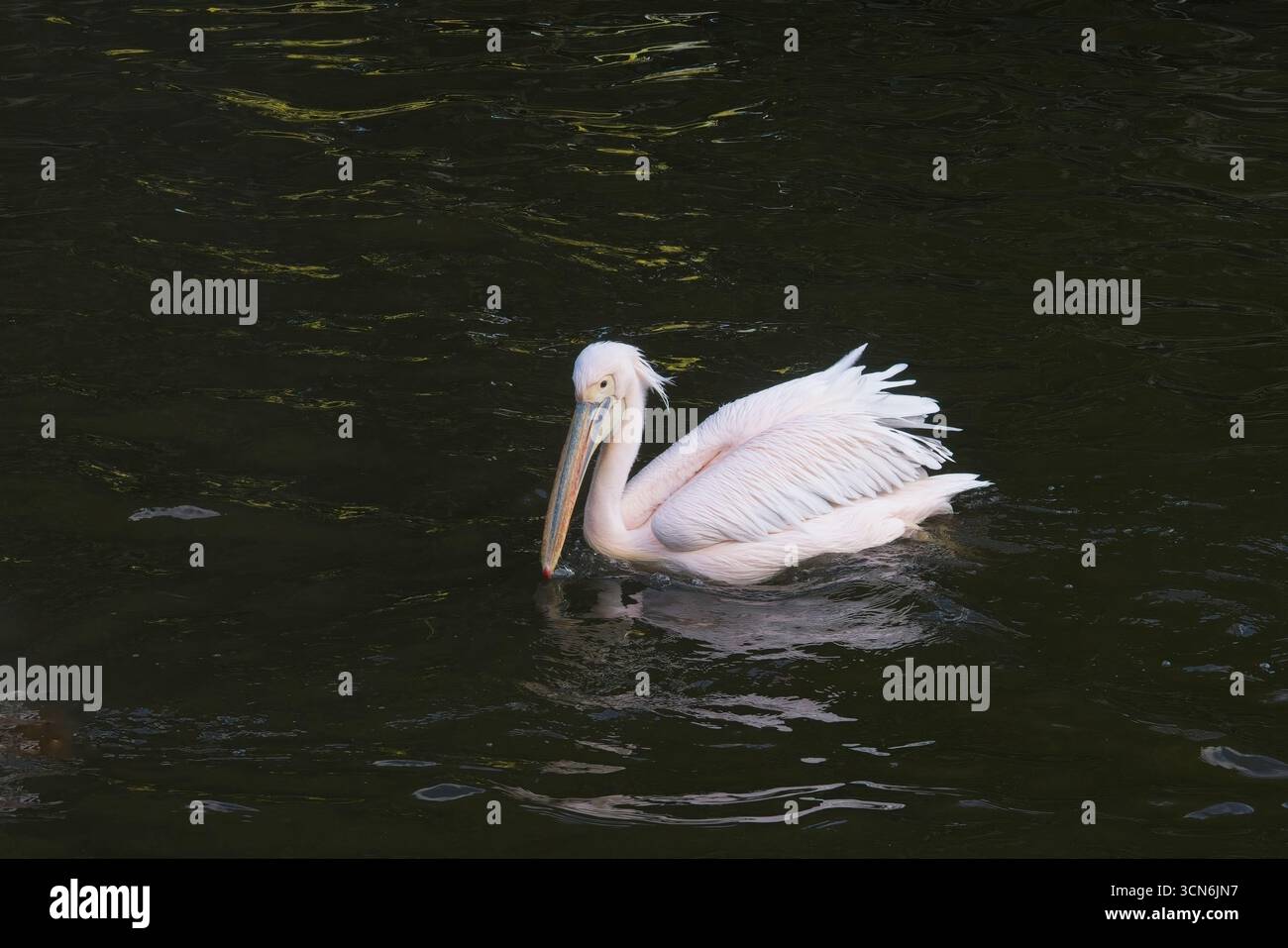 Pelican on the lake in St James’s Park, central London, part of the Royal Parks and a popular attraction for visitors and tourists. Stock Photo