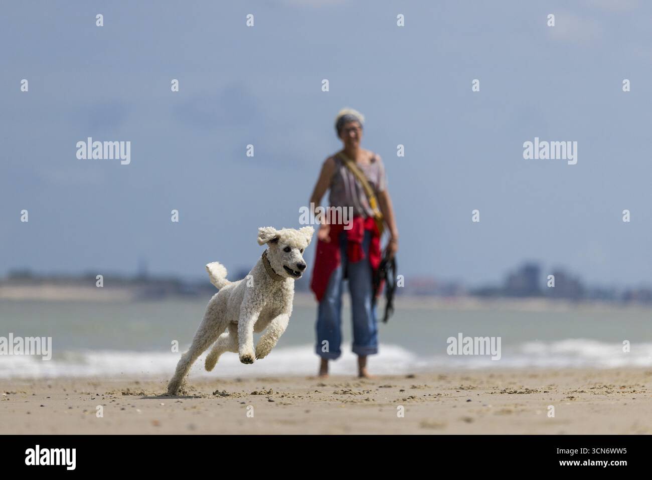 Retrieving games and ball games, woman playing with her dog, King ...