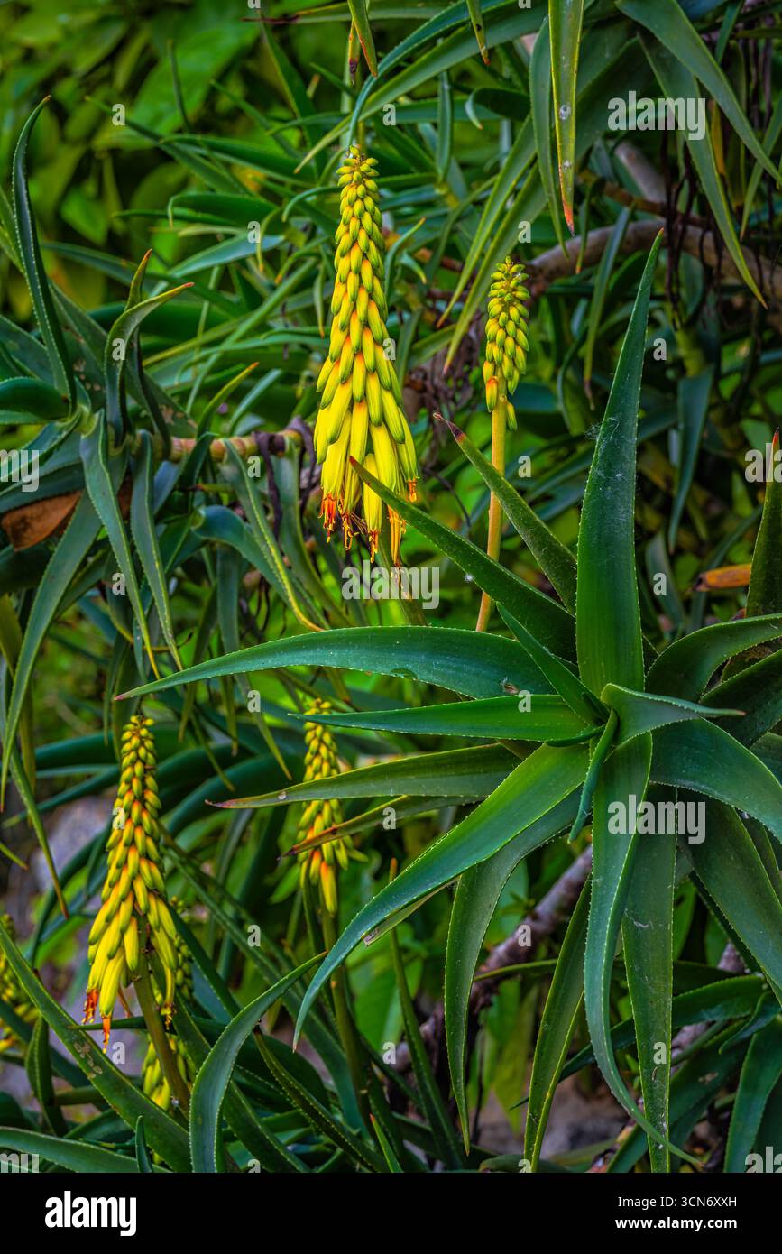 Hardy aloe hi-res stock photography and images - Alamy