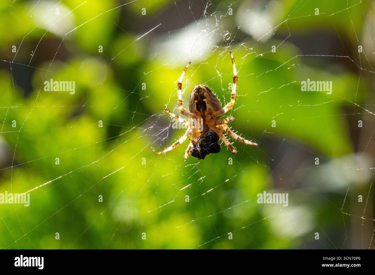 Late autumn 2025 uk hi res stock photography and images Alamy