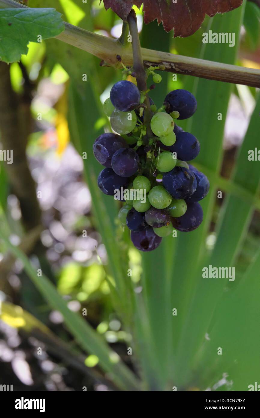 Cluster of ripening grapes growing on the vine in a garden, mix of green and purple fruit. Stock Photo