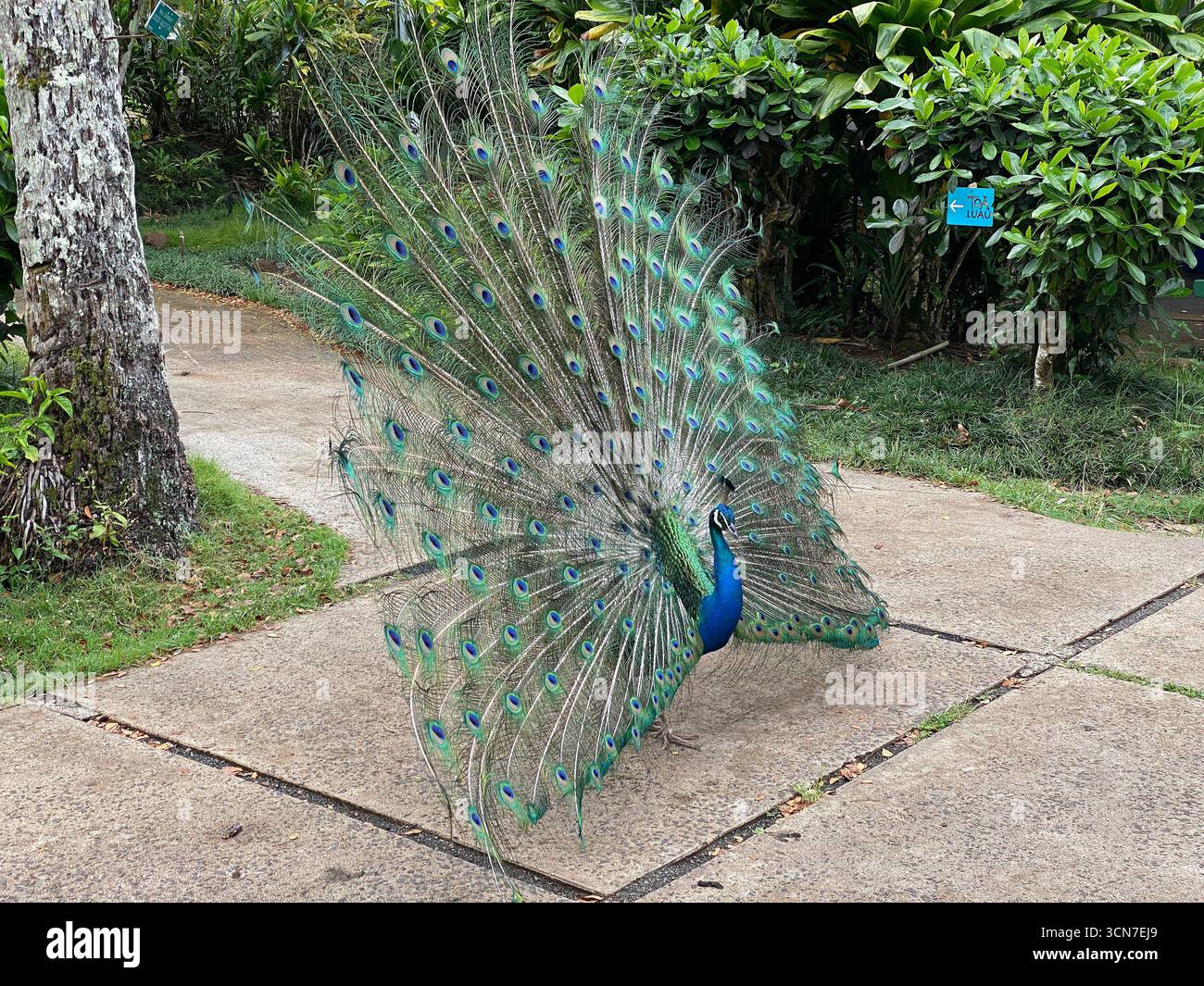Side view, close up, of a male peacock spreading its train, filled with beautiful eye-spots, in Waimea Garden in Kauai, Hawaii, USA - Smartphone Captured Stock Image Side view, close up, of a male peacock spreading its train, filled with beautiful eye-spots, in Waimea Garden in Kauai, Hawaii, USA - Smartphone Captured Stock Image