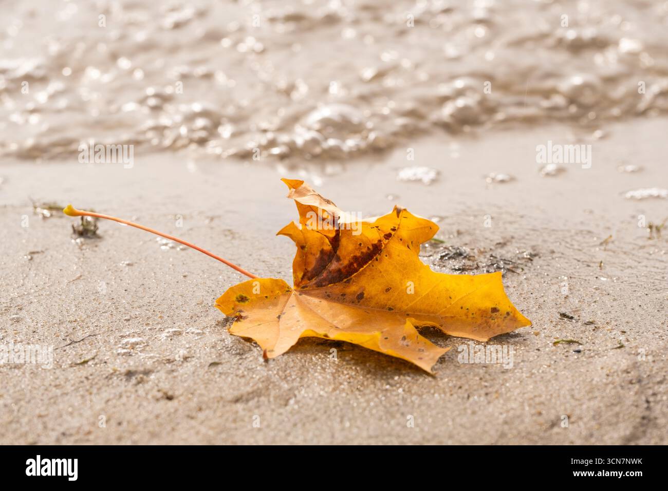 Fallen yellow maple leaf on sand beach in autumn Stock Photo