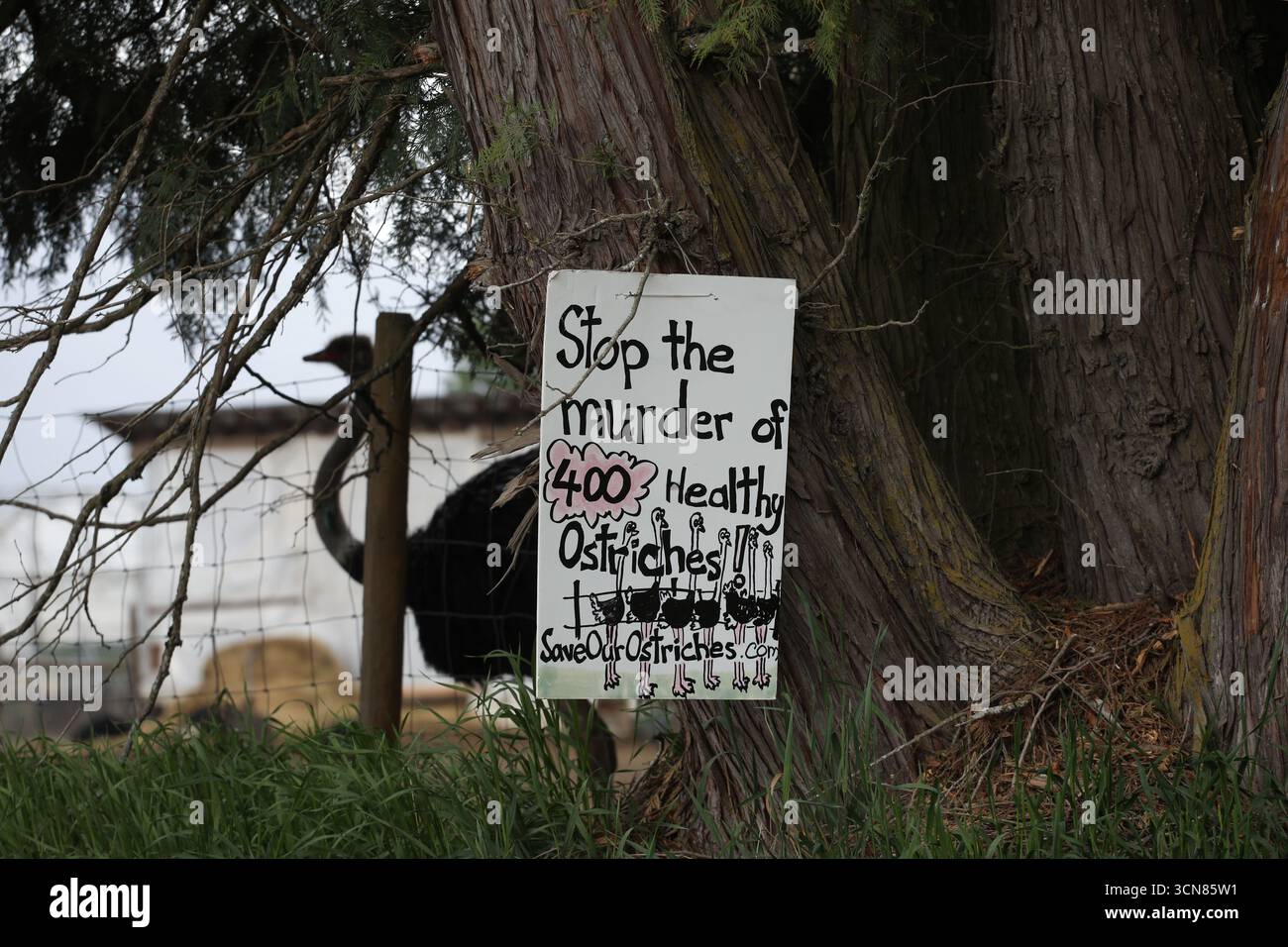 A sign calling for the protection of ostriches at the Universal Ostrich ...