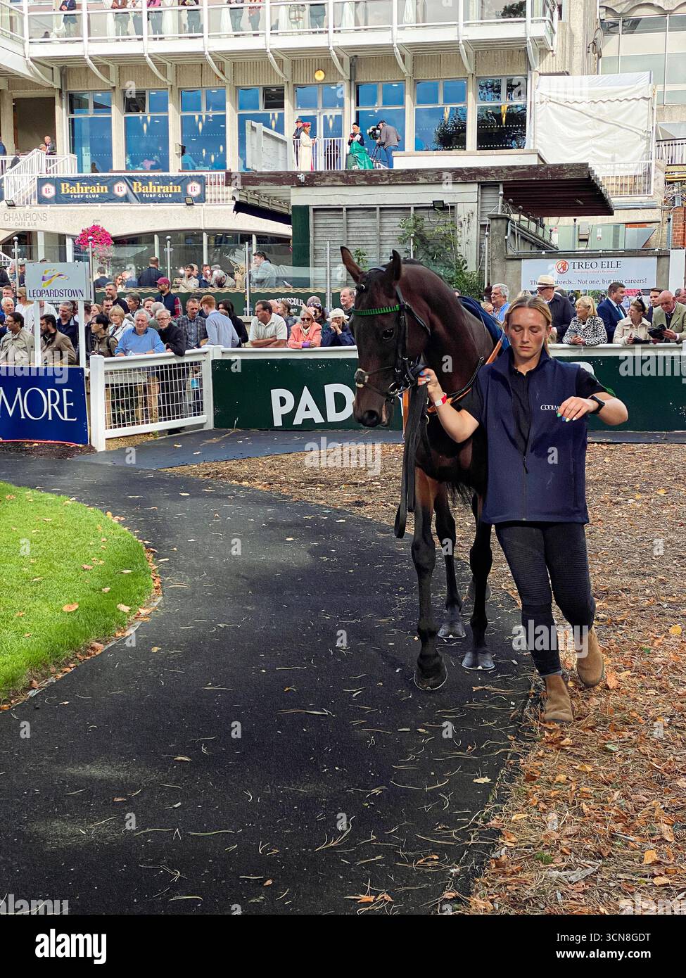 Irish Champions Festival,Leopardstown Racecourse,Dublin,Ireland.Handlers, jockeys, and thoroughbreds in the paddock before the race. - Smartphone Captured Stock Image