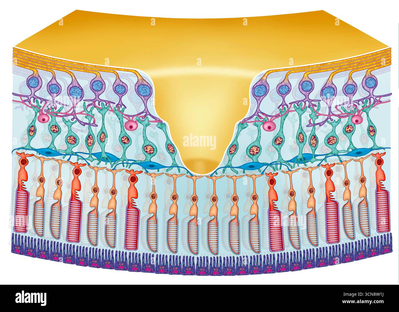 Illustration of the retina, a light-sensitive tissue essential for ...