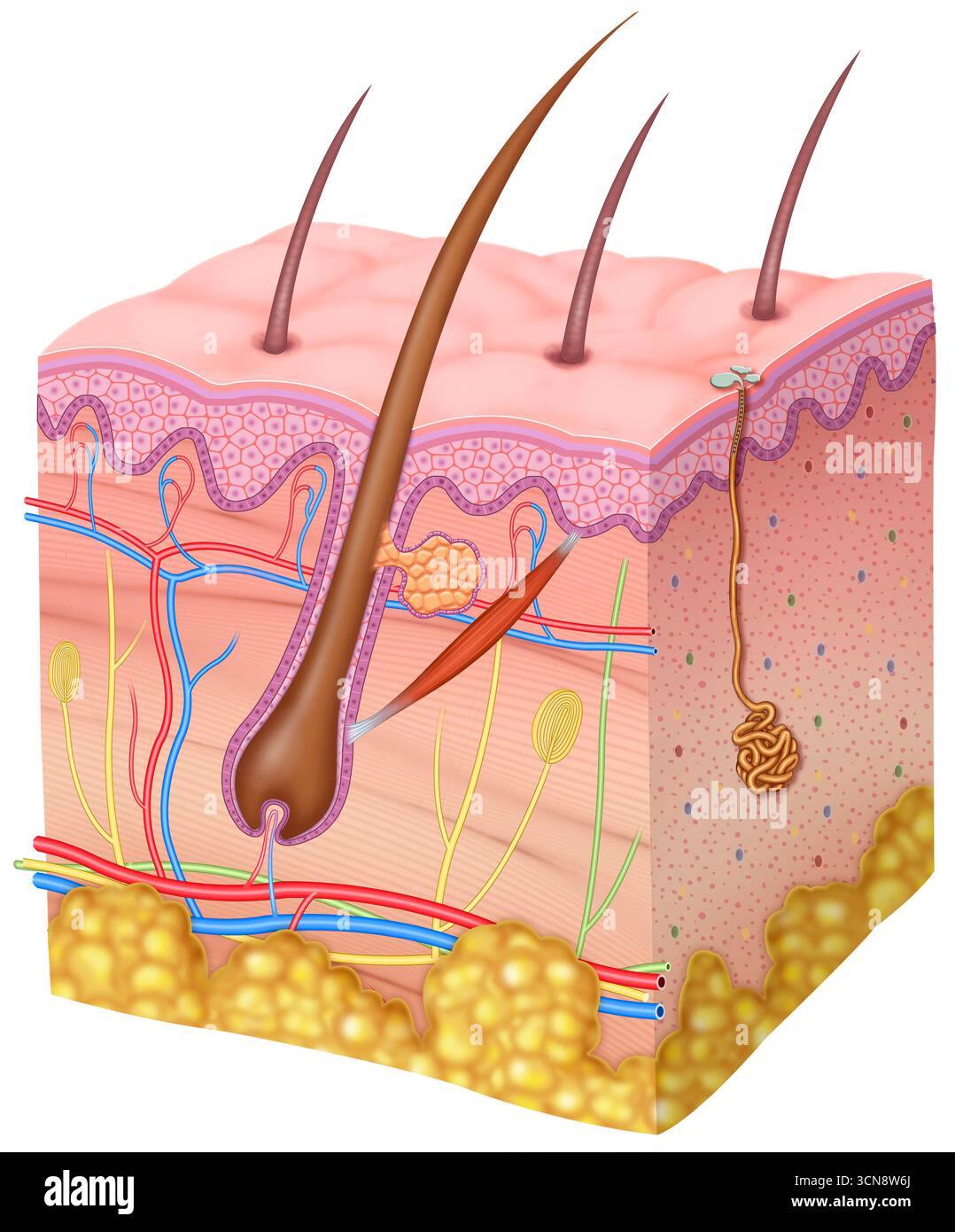 Illustration of human skin, showing its different components. The main ...