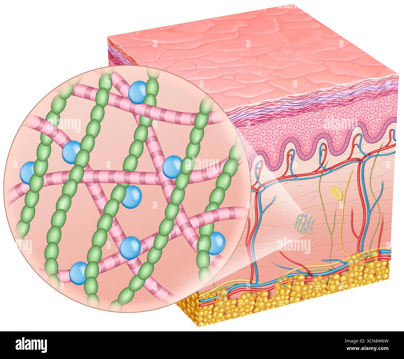 Illustration of strong skin, with firmness and elasticity. We can see ...
