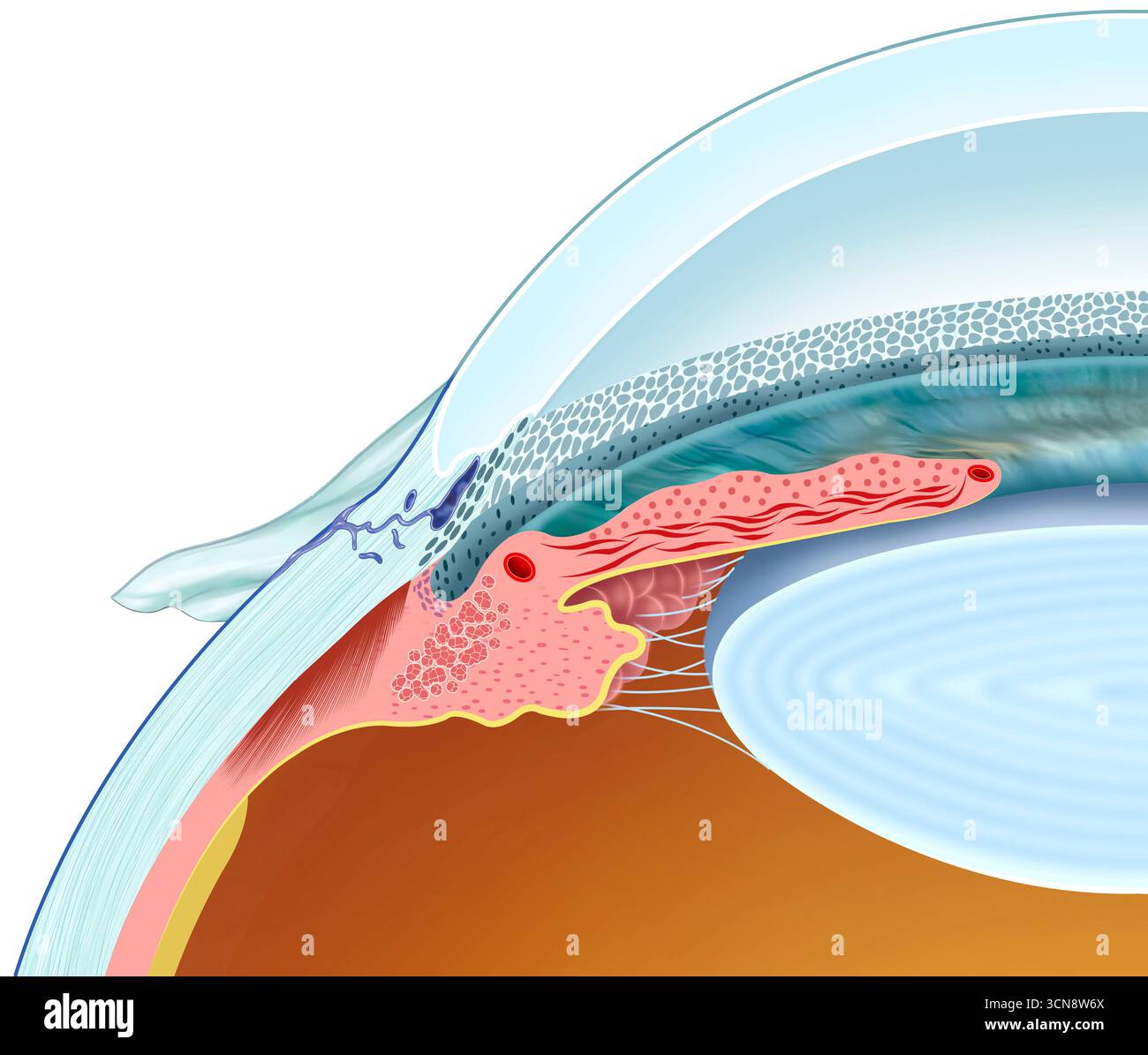 Illustration of Schlemm's canal showing its structure and function in ...