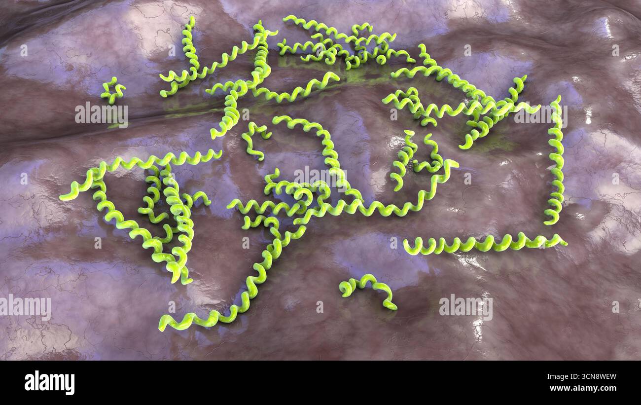 Syphilis Structure Treponema pallidum. Illustration of spiral-shaped bacterium causing ...