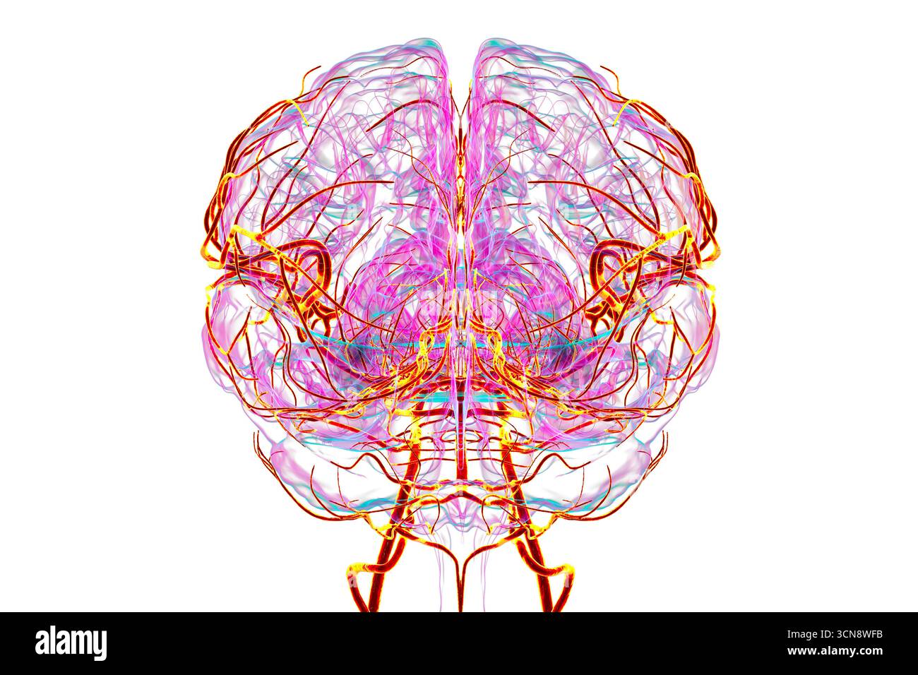Arterial blood supply of the human brain, illustration Stock Photo - Alamy