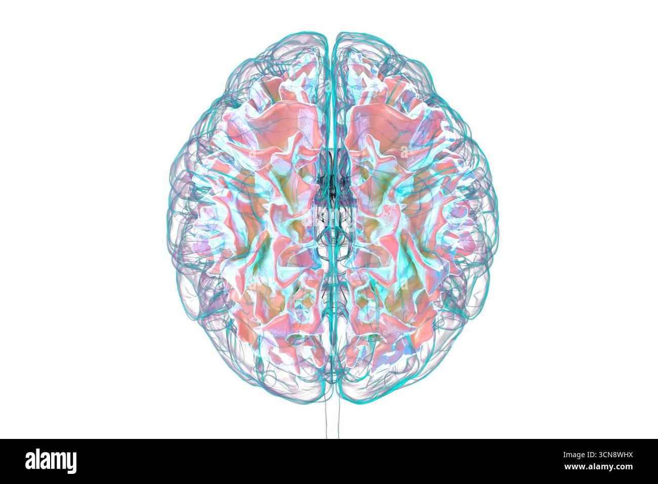Human brain with highlighted white matter, illustration. White matter facilitates neural communication and is associated with multiple sclerosis and l Stock Photo