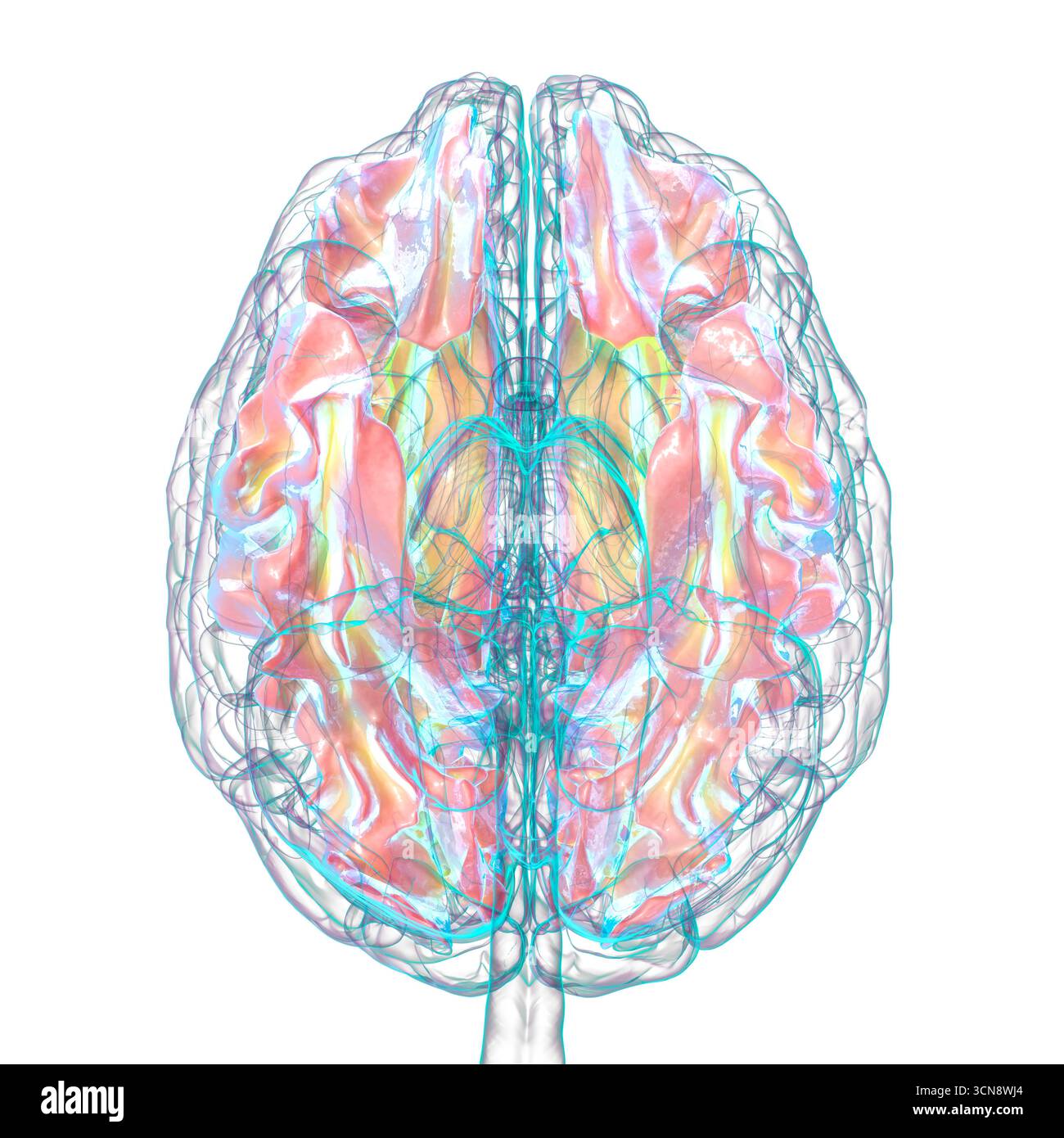 Human brain with highlighted white matter, illustration. White matter facilitates neural communication and is associated with multiple sclerosis and l Stock Photo