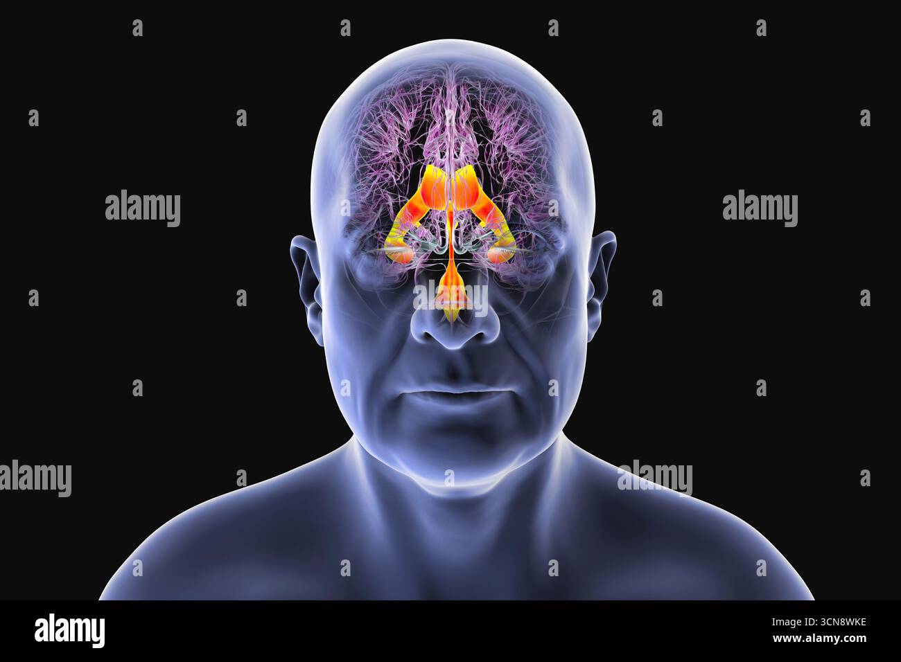 Illustration of the ventricular system of the brain. The ventricles are ...