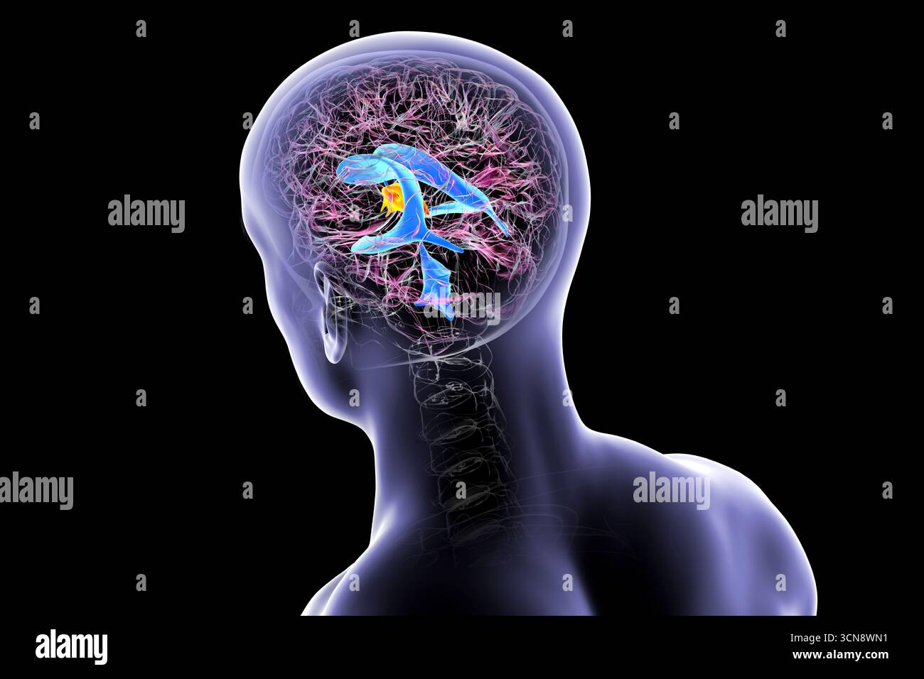 Human Visual System Csf Illustration of the third brain ventricle (red) and ventricular system ...