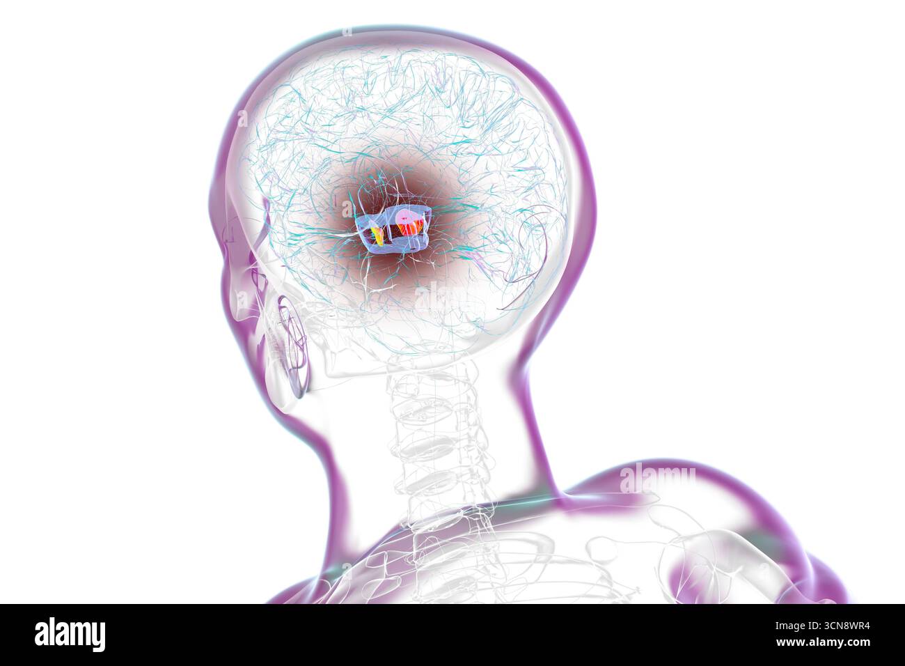 Illustration of a human brain with highlighted substantia nigra in the ...