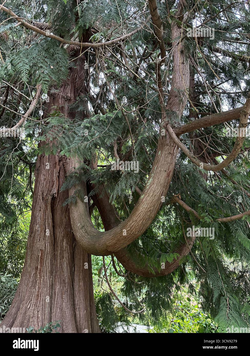 Thuja plicata - a beautiful Western Redcedar tree. - Smartphone Captured Stock Image