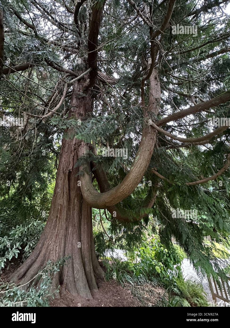 Thuja plicata - a beautiful Western Redcedar tree. - Smartphone Captured Stock Image