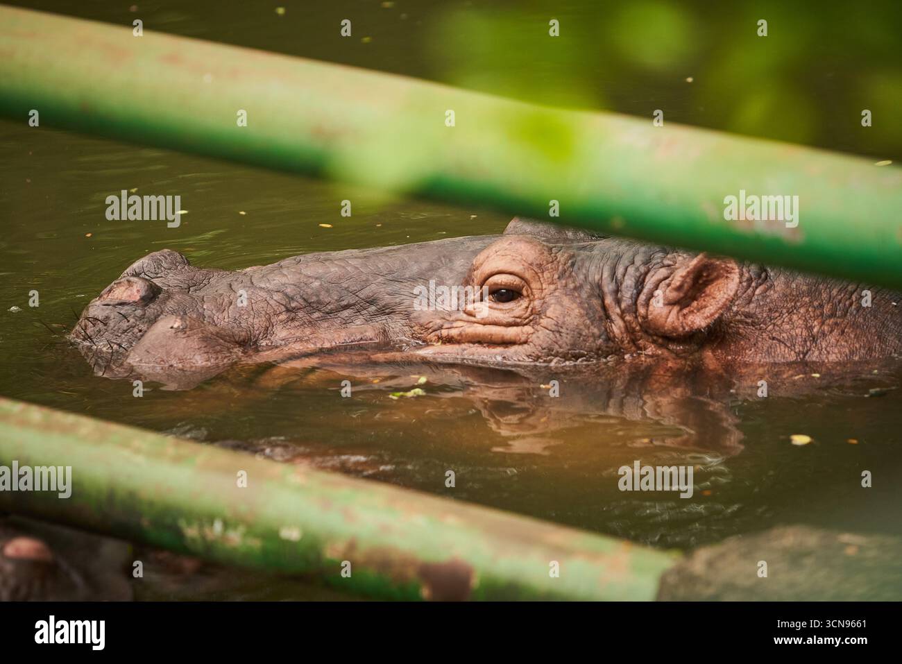 A hippopotamus soaking in the zoo's waters poked its head above the surface. Its eyes were open, calmly observing its surroundings Stock Photo