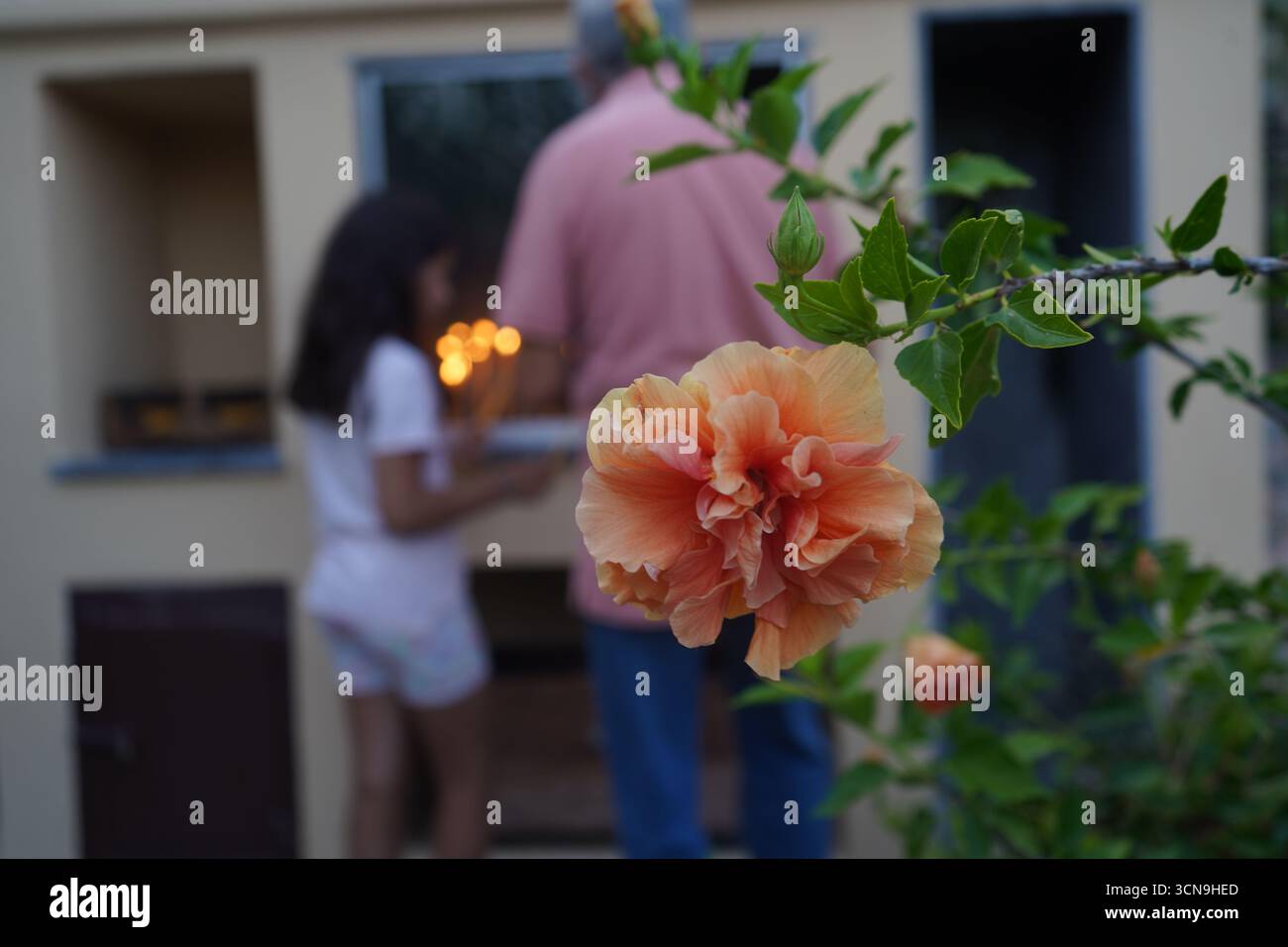Vibrant peach colored hibiscus hi-res stock photography and images - Alamy