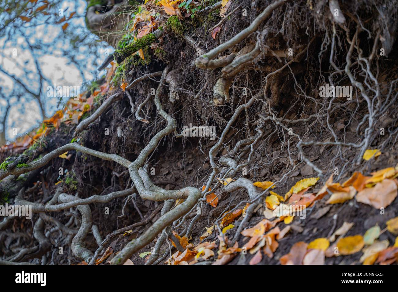 Eroded Tree Roots Twisted tree roots on eroded earth. Detailed ground view of tree roots ...