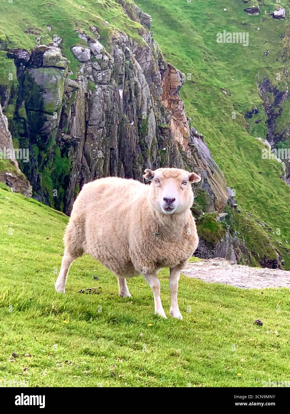 Shetland islands airport runway plane landing Lerwick  tail road hills road sign lamb sheep water sea heather shore mountains mountain path people - Smartphone Captured Stock Image