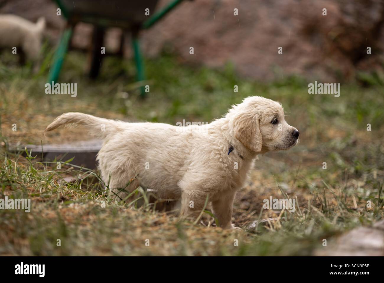 Golden Retriever puppy playing on grass Stock Photo - Alamy