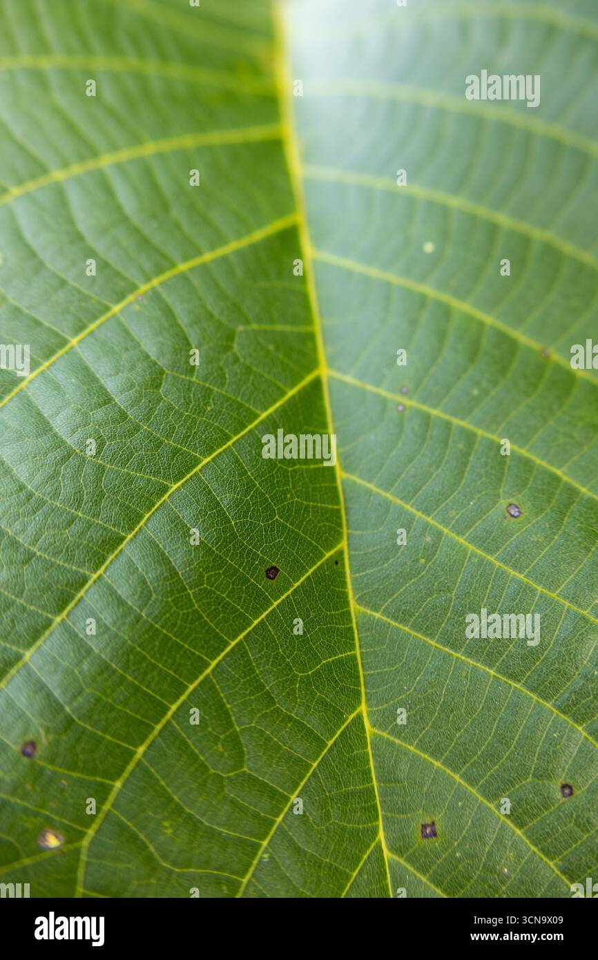 Macro detail of a fresh green leaf showing natural texture and vein ...