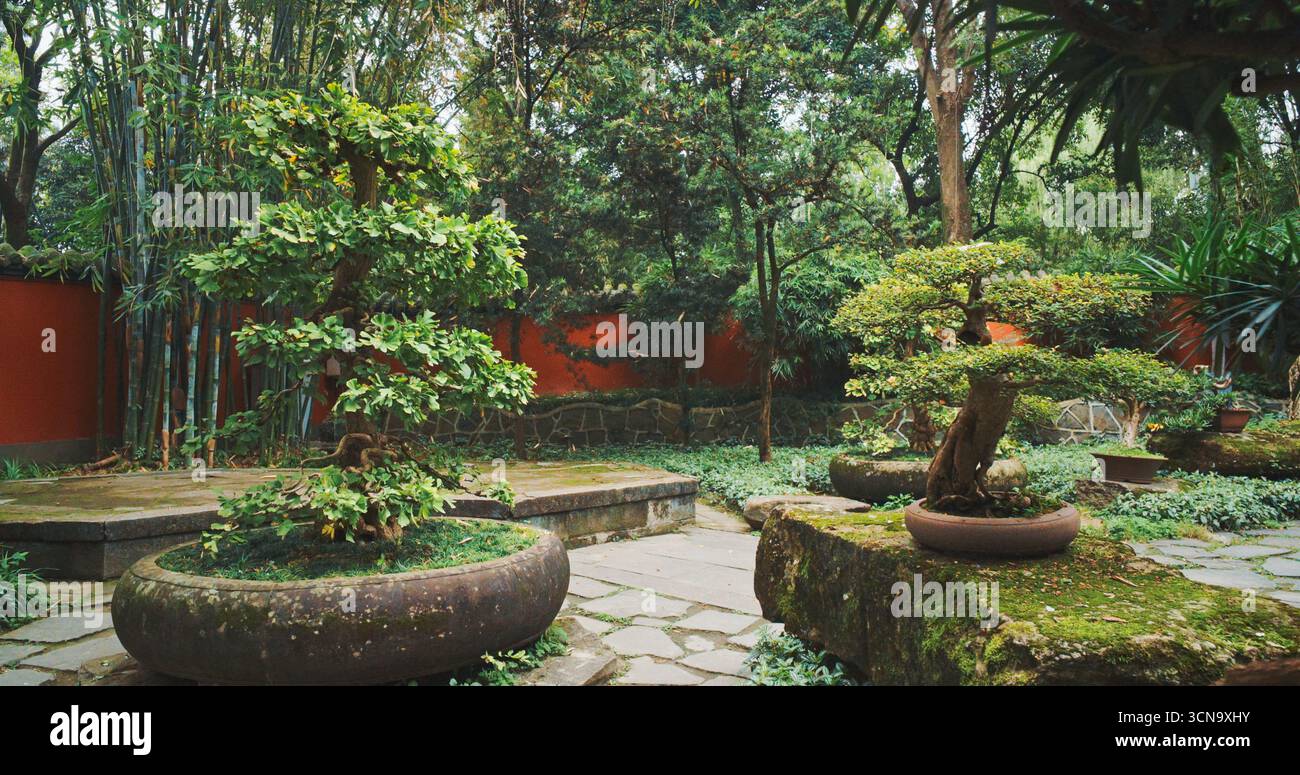 Giant bonsai tree hi-res stock photography and images - Alamy