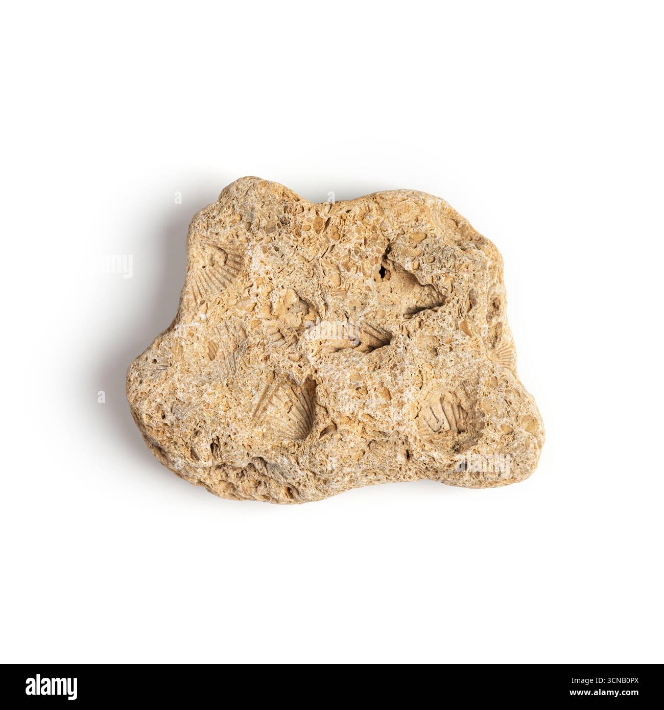 Fossil rock with preserved shells and natural texture, isolated on ...