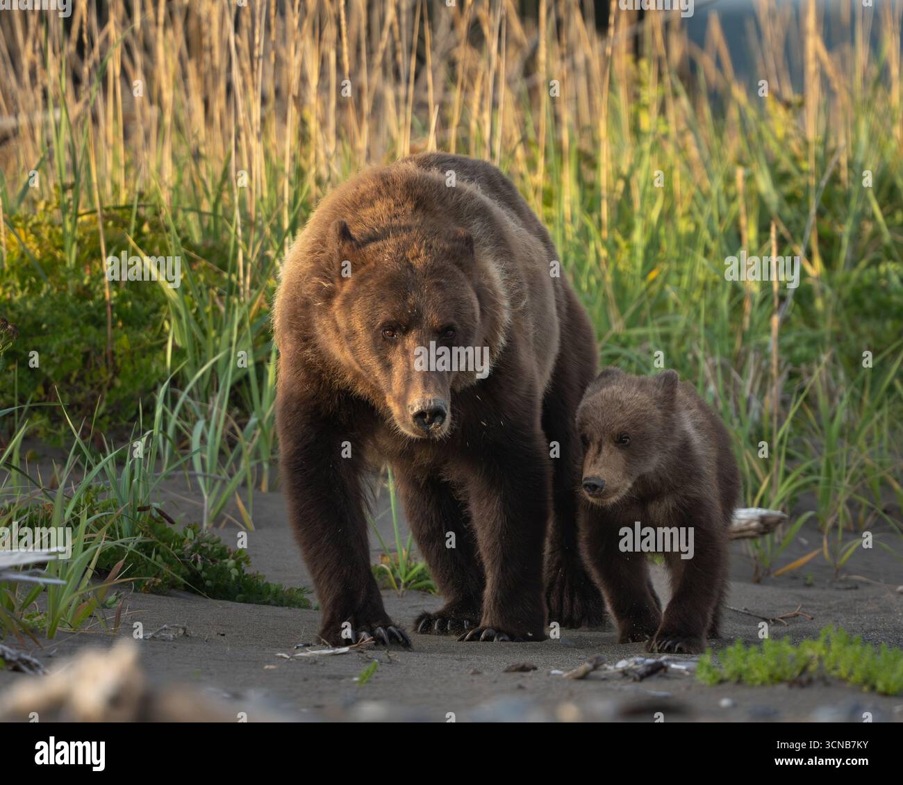 Mother bear and her young cub walking in the sand by the grass at the ...