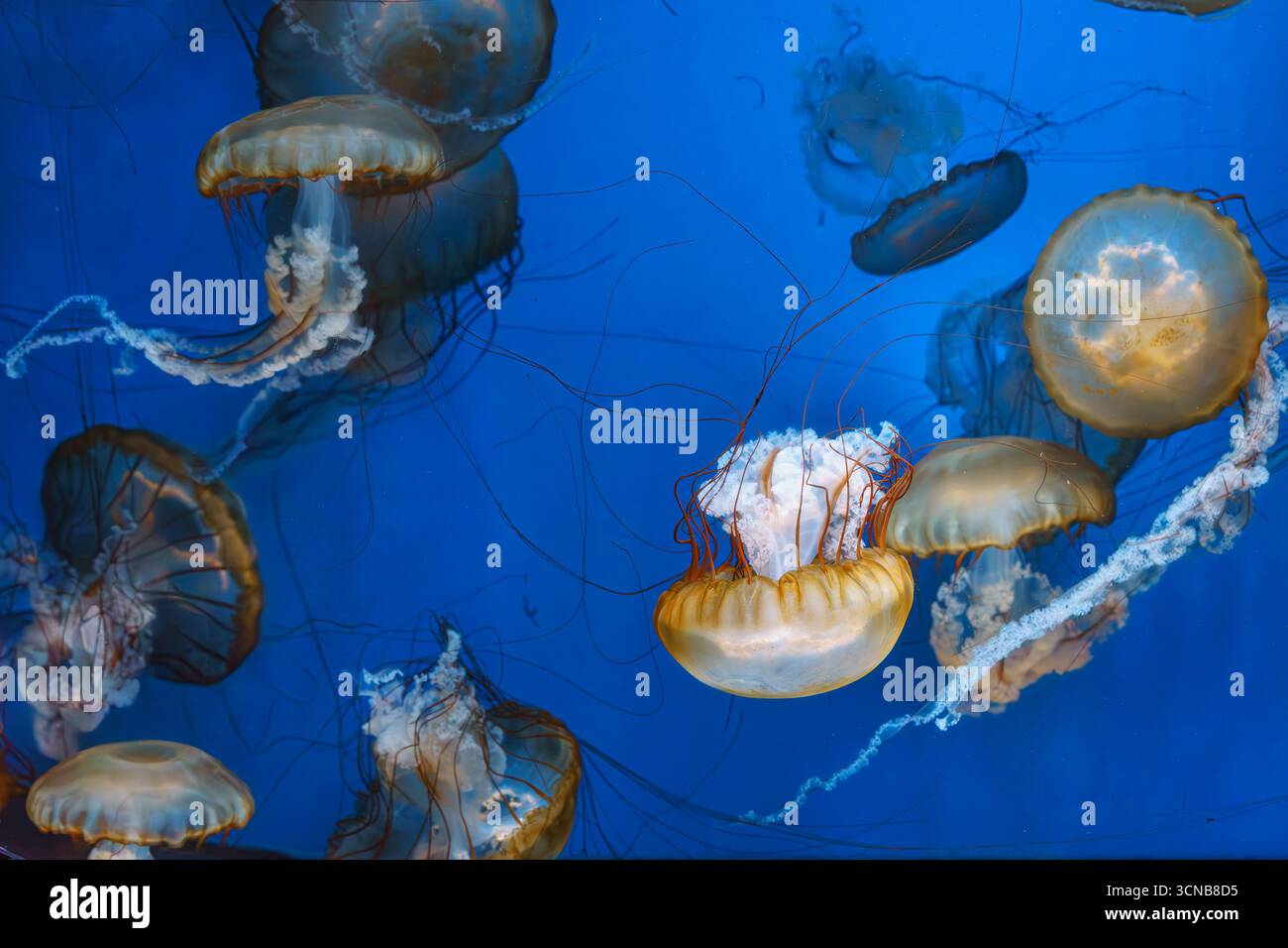 Group of Chrysaora fuscescens or Pacific sea nettle jellyfish drifting gracefully in deep blue water of aquarium. Animal, aquatic organism, underwater Stock Photo