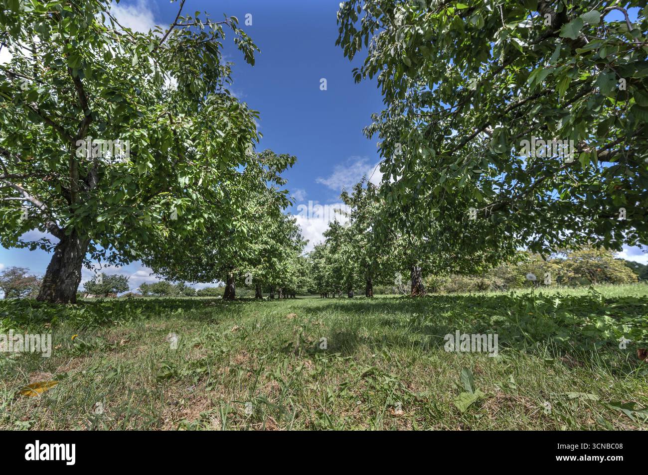 Old cherry tree plantation (Prunus avium) after harvesting, Karsberg ...