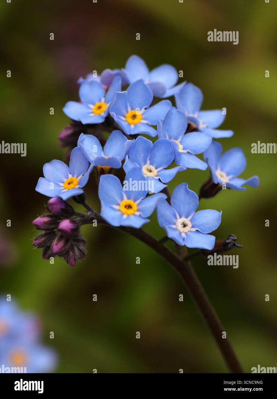 Field Forget-me-not, Myosotis arvensis, Boraginaceae. UK. Myosotis arvensis or field forget-me-not is a herbaceous annual to short lived perennial. Stock Photo