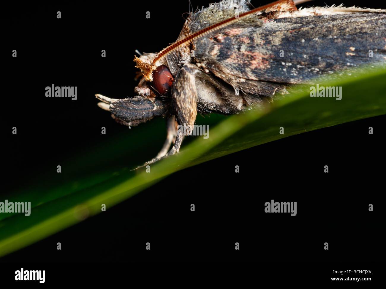 Macro shot of Acleris moth perched on a leaf at night in Pulau Ubin ...