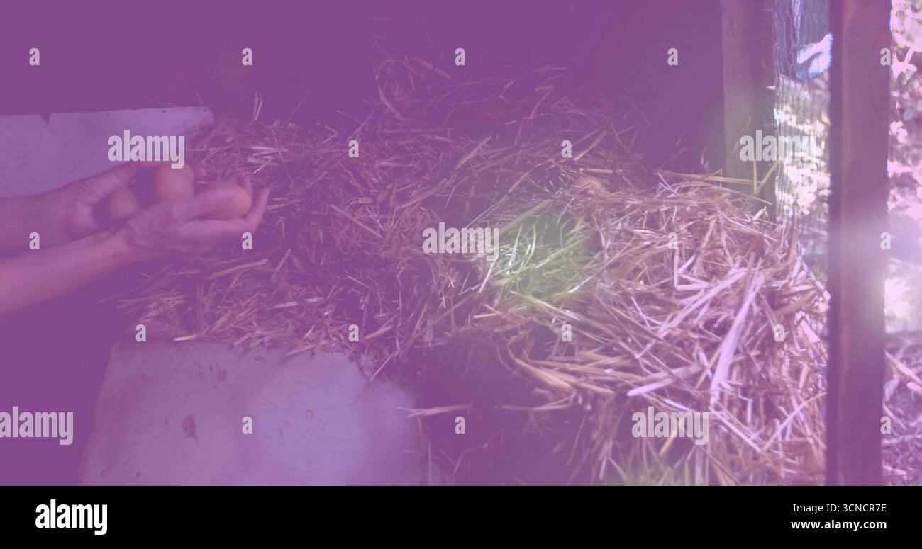 Reaching worker hands lifting brown eggs inside chicken coop box with straw and slats, copy space Stock Photo