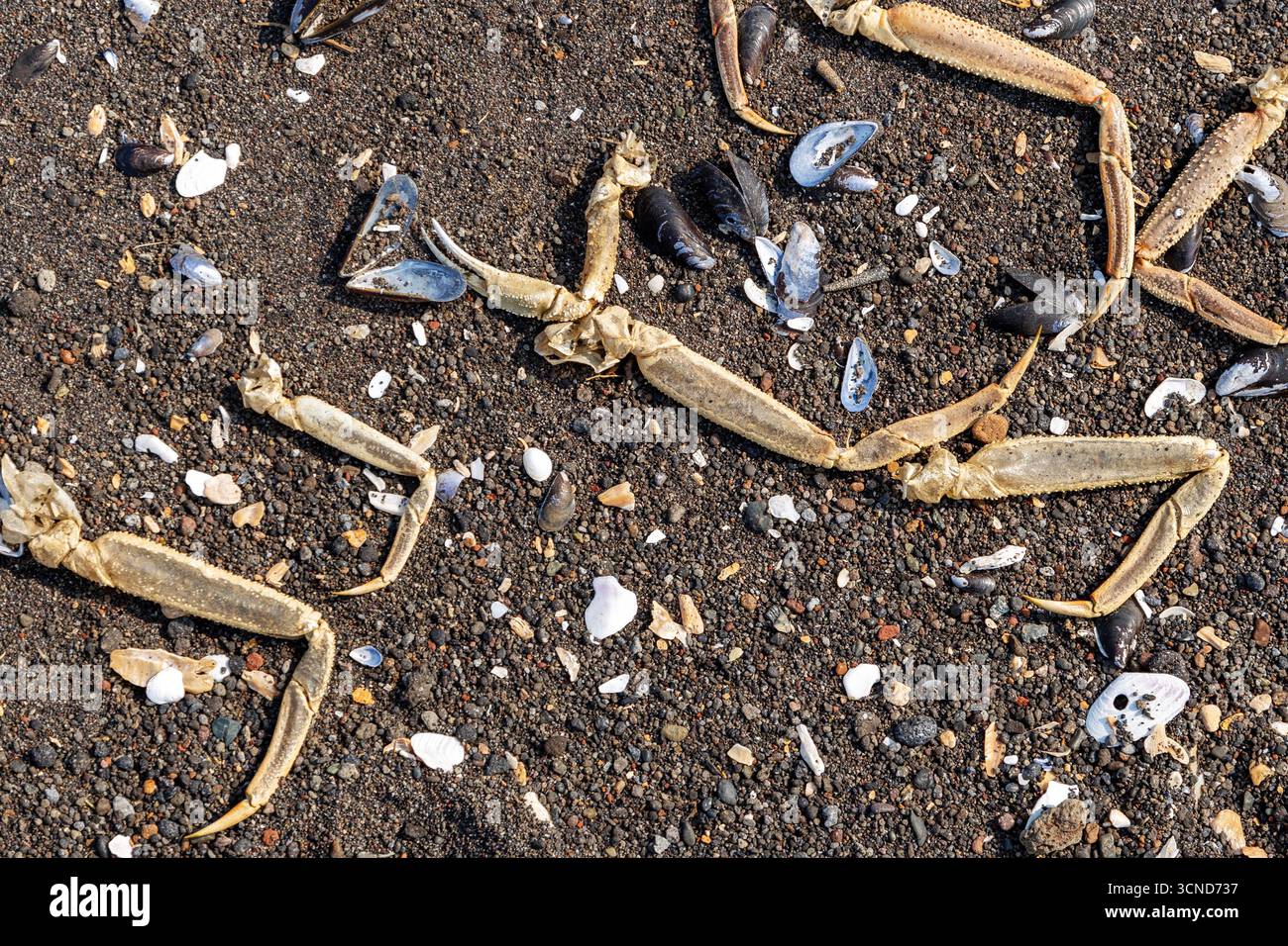 dried crab legs and empty mussel shells on beach surface close up on ...