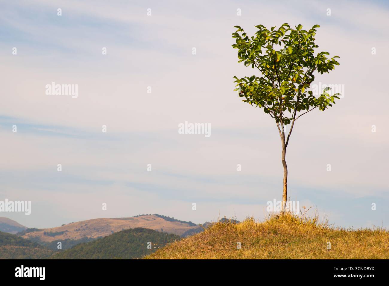 A single tree , Iricici village, Kopaonik, Serbia Stock Photo