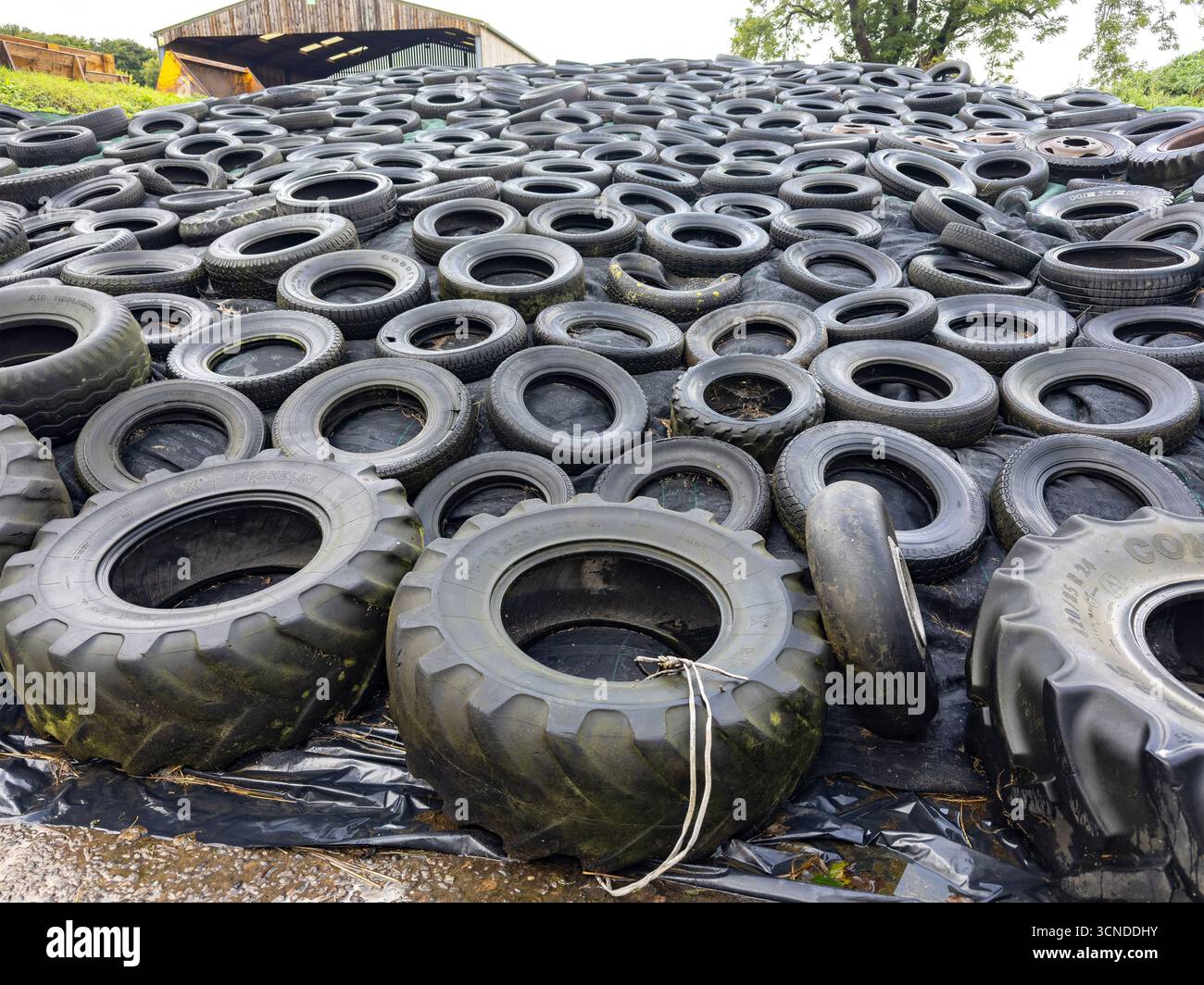 A large pile of used tires stacked on a plastic-covered surface over silage tip with a metal farm building and trees in the background - Smartphone Captured Stock Image
