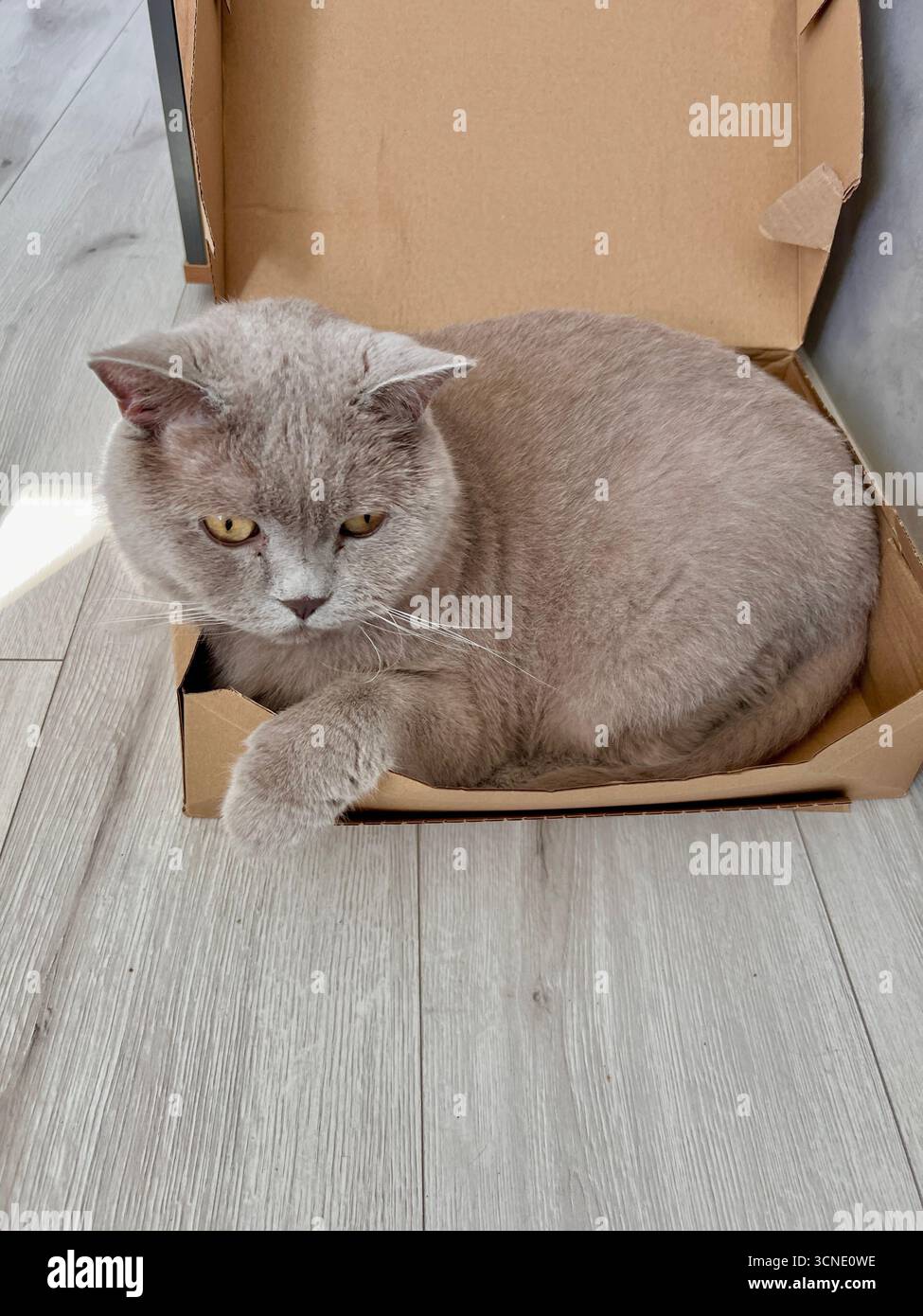 A beautiful, fat, gray British cat lies lazily in the box. - Smartphone Captured Stock Image