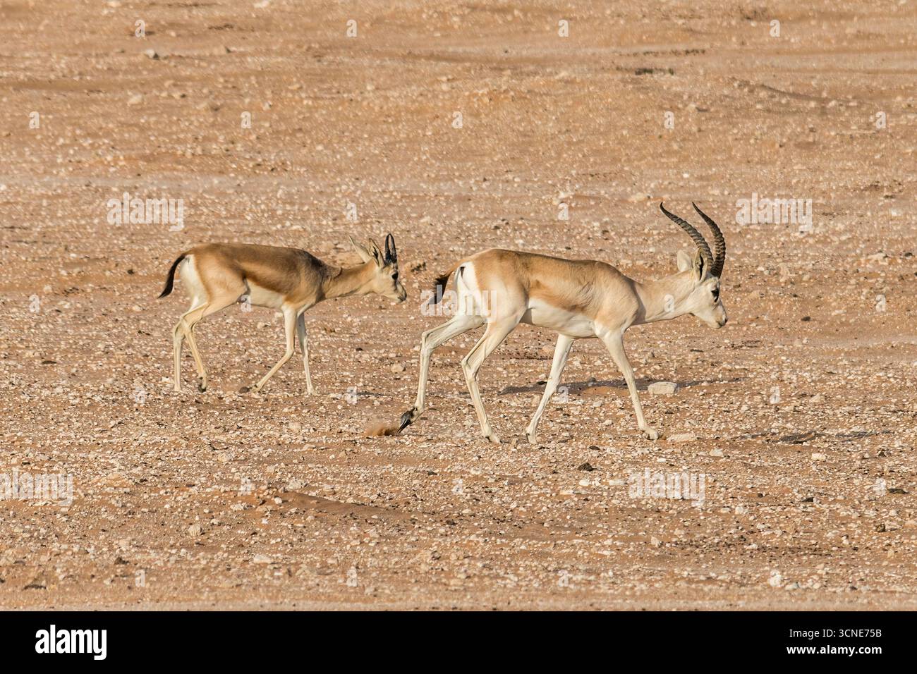 Sand gazelle hi-res stock photography and images - Alamy