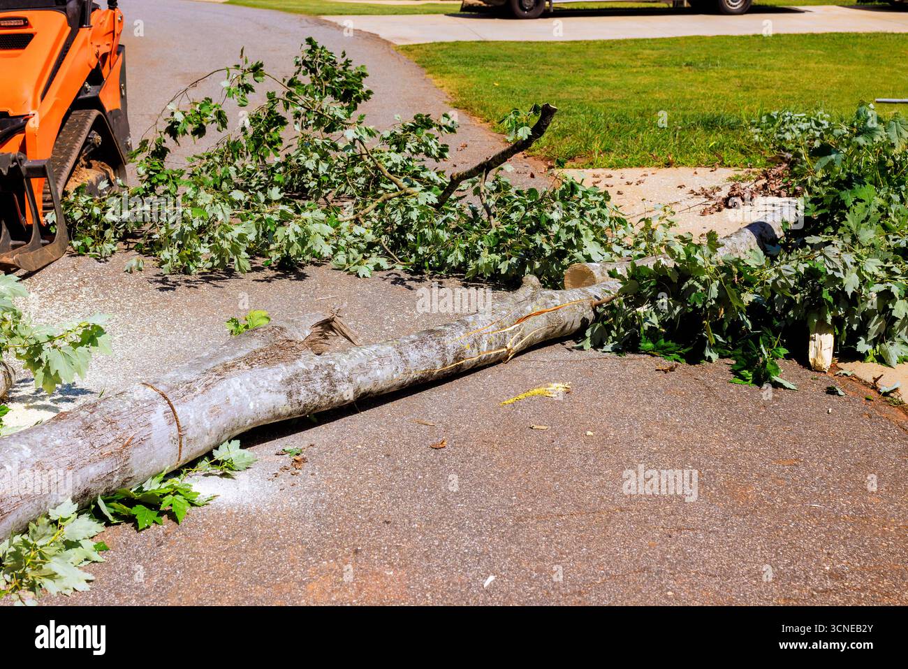 Stunning Who Removes Fallen Trees From Roads Gallery