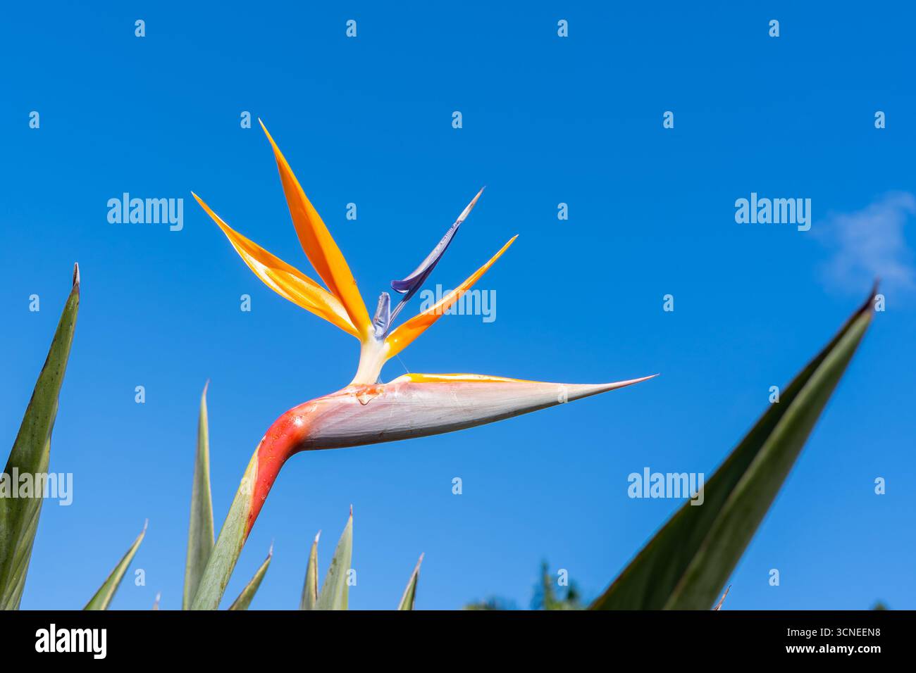 A Bird of Paradise (Strelitzia) flower with blue sky in the background. Stock Photo