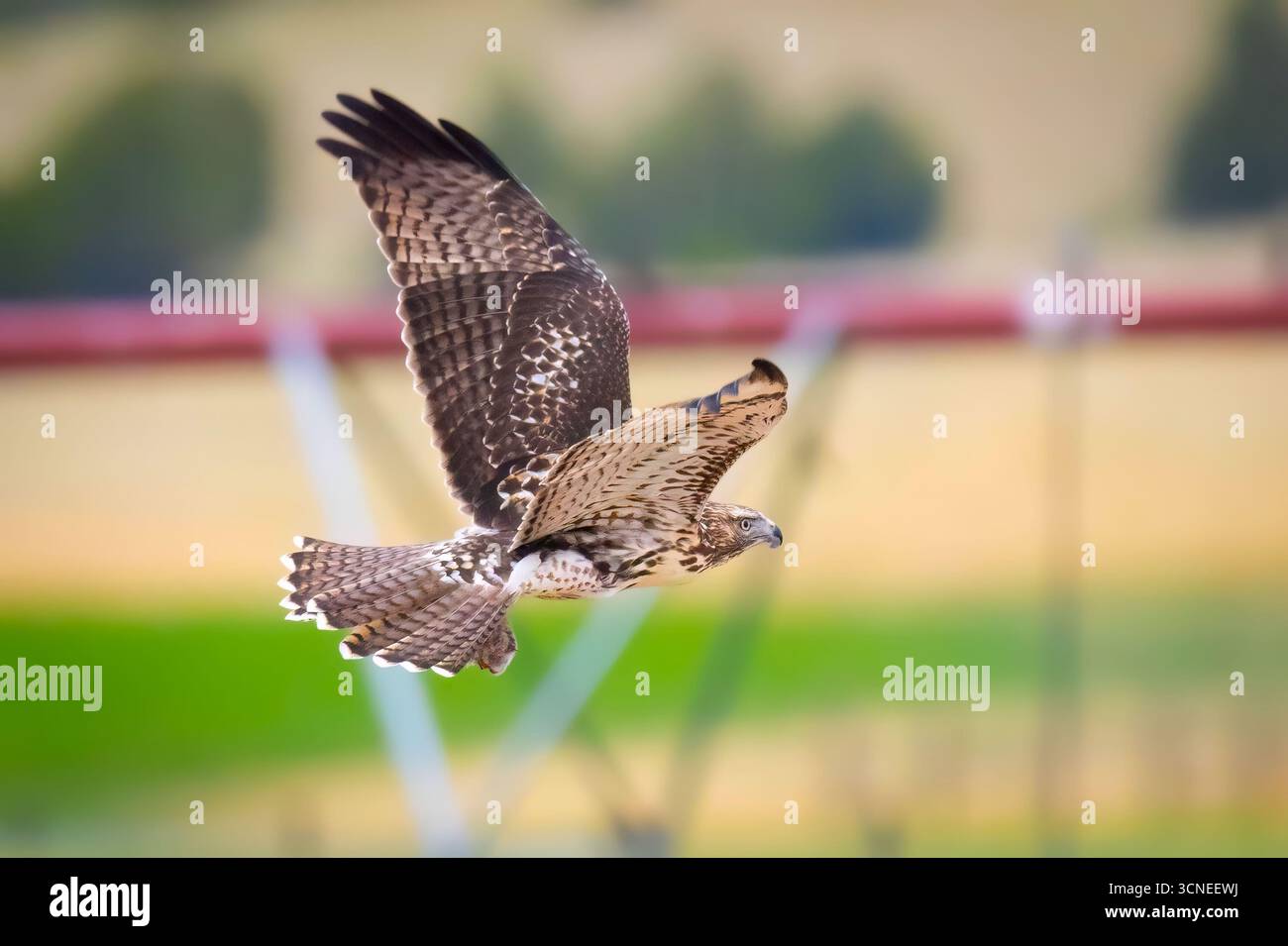 A close-up portrait captures a juvenile red-tailed hawk, showcasing its ...