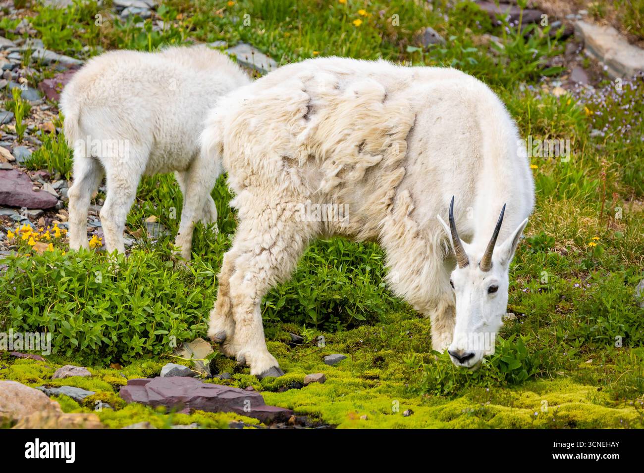 Family mountain goats including hi-res stock photography and images - Alamy