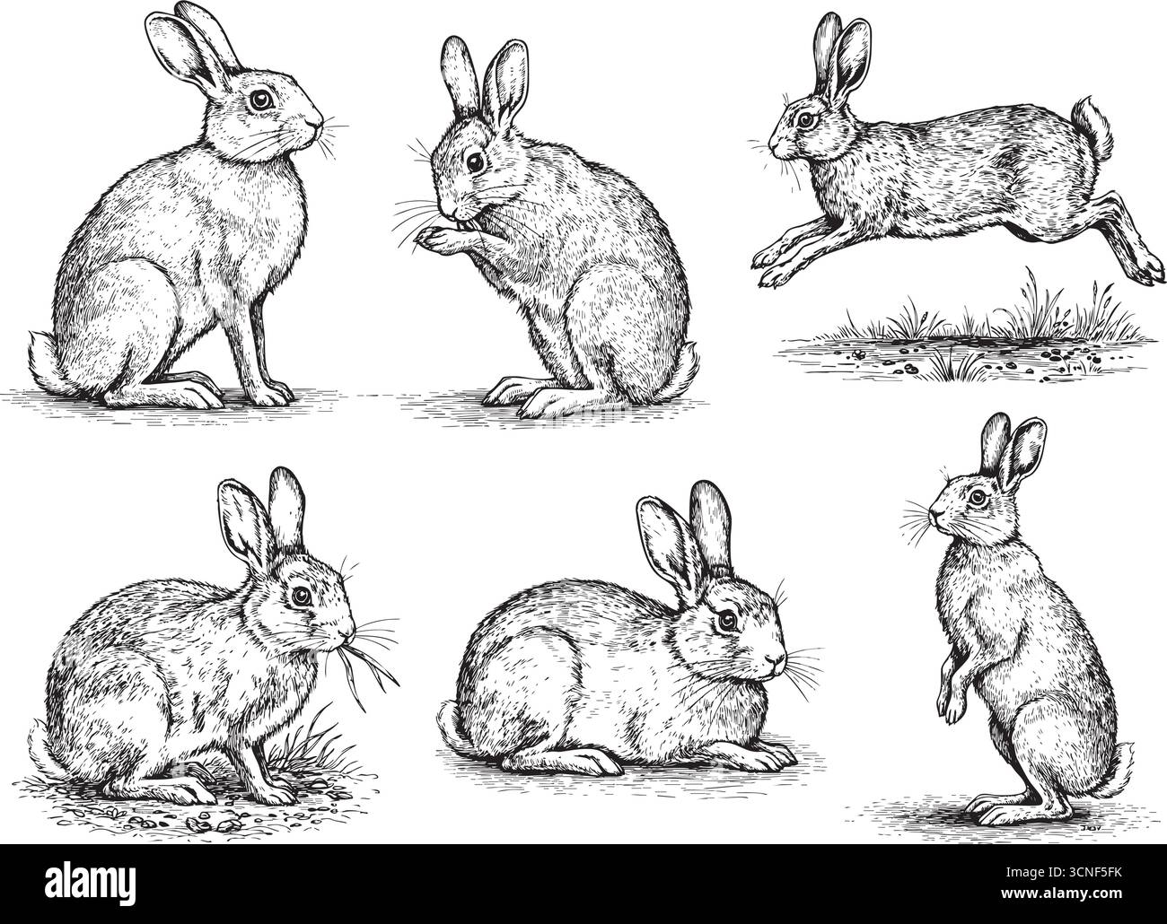 Vintage engraving illustration of rabbits in different poses, black and ...