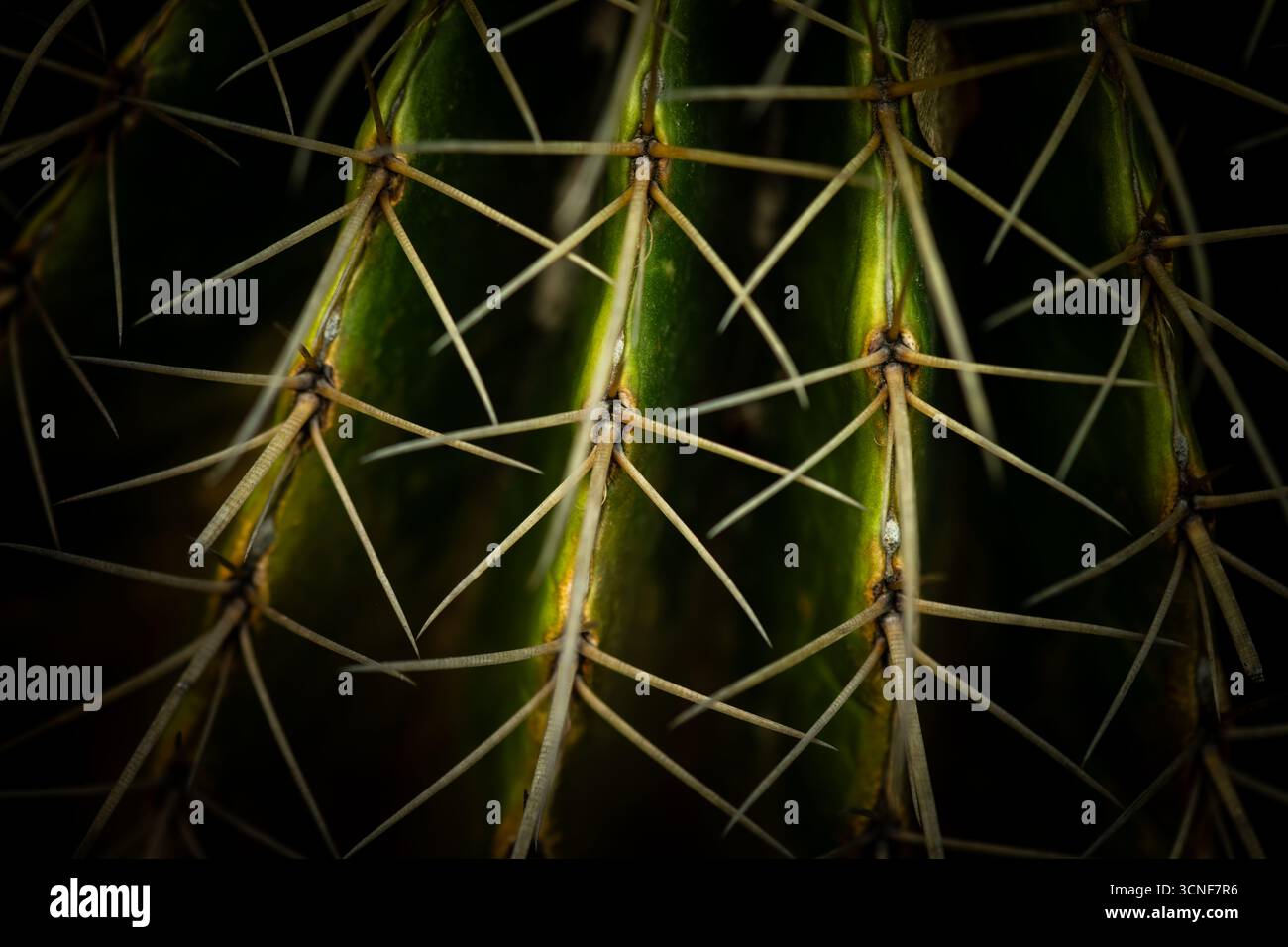 Macro Close-Up of Cactus Spines in Detail Stock Photo