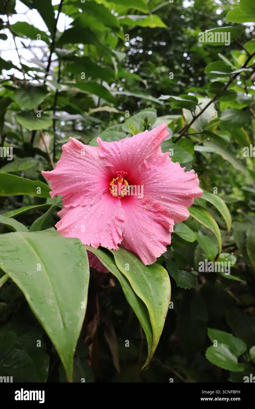 Close-up of a pink hibiscus flower (Hibiscus rosa-sinensis) with raindrops on petals, symbolizing freshness and tropical beauty. Stock Photo